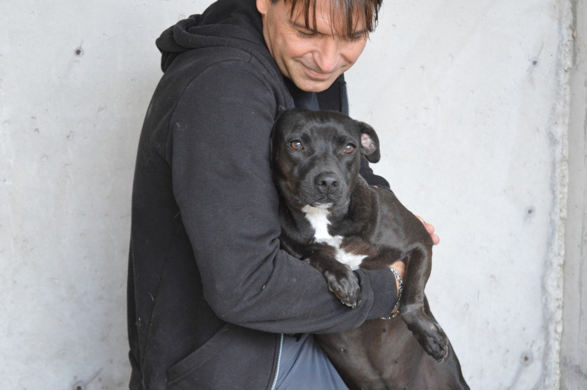 Sole Derivato Pitt Taglia Medio Piccola Cane In Regalo - Foto 7